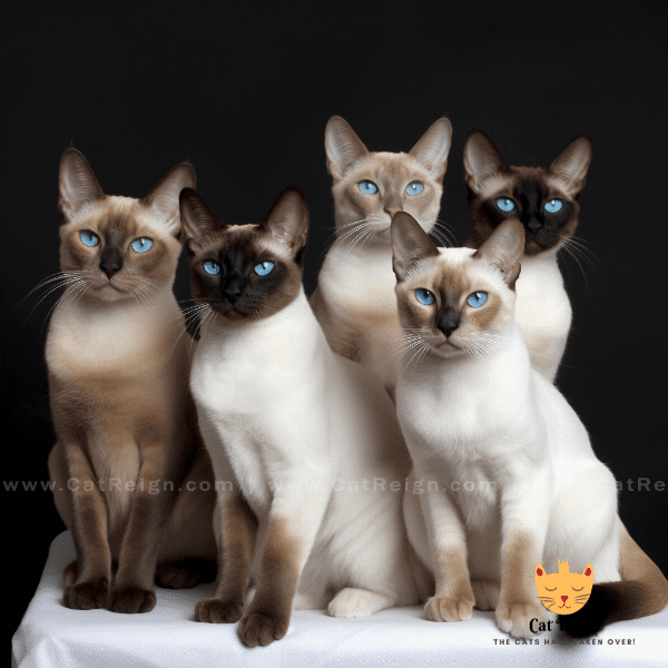 Coat Colors and Patterns of Tonkinese Cats