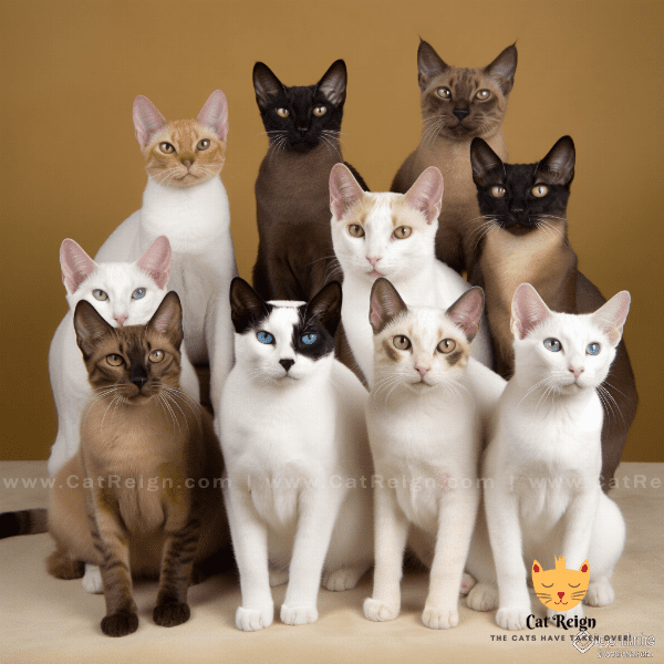 Different Types of Oriental Cat Breeds