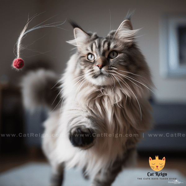 Exercise and Playtime for Siberian Cats