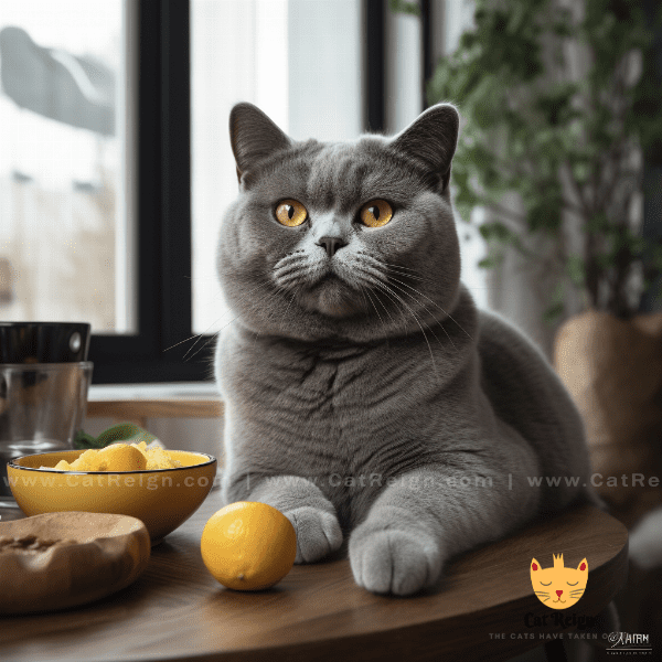 Feeding Requirements for British Shorthair Cats