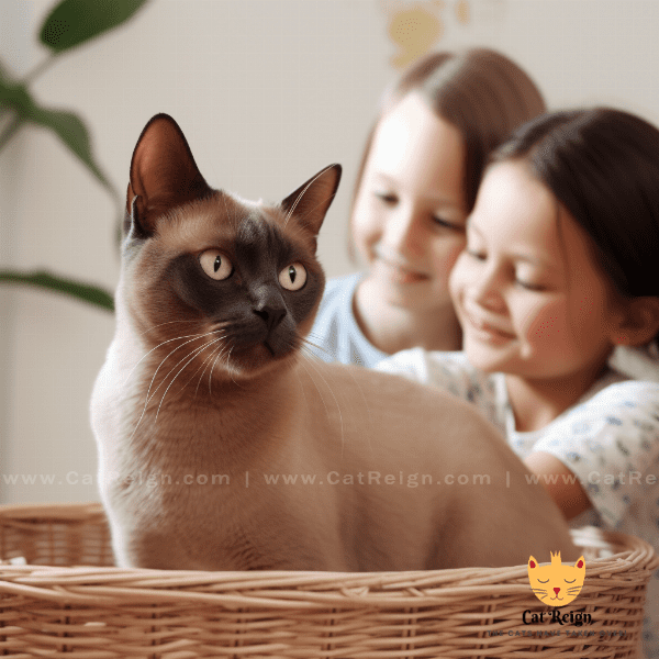 Finding the Perfect Burmese Cat for Your Home.