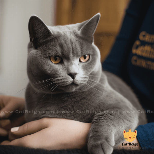 Grooming Chartreux Cats
