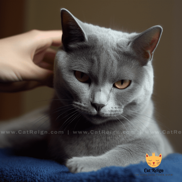 Grooming Your Russian Blue Cat