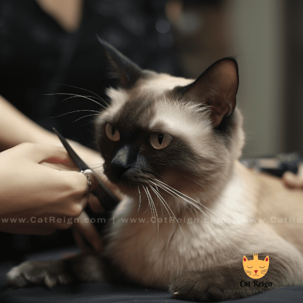 Grooming and Care for Javanese Cats