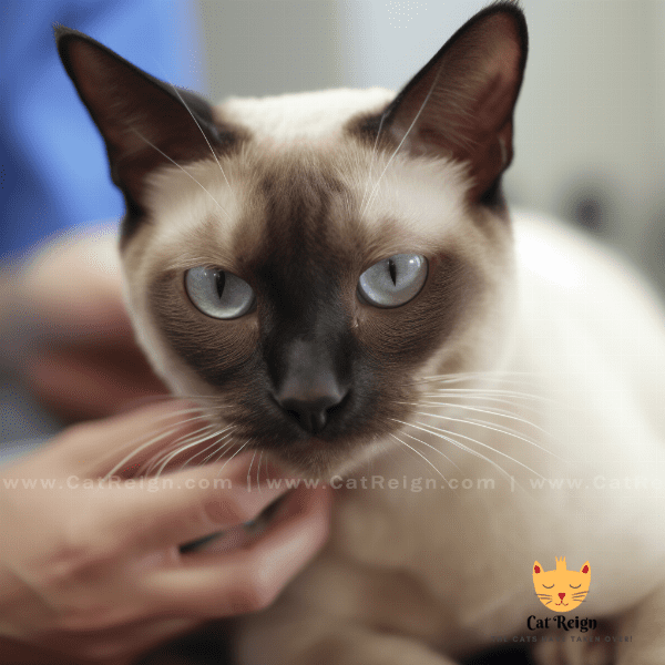 Health Concerns for Tonkinese Cats