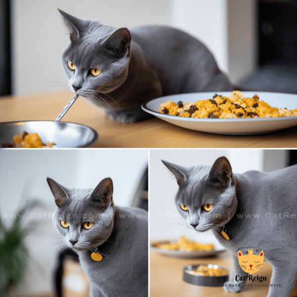 Korat Cat Care: Grooming, Feeding, and Exercise