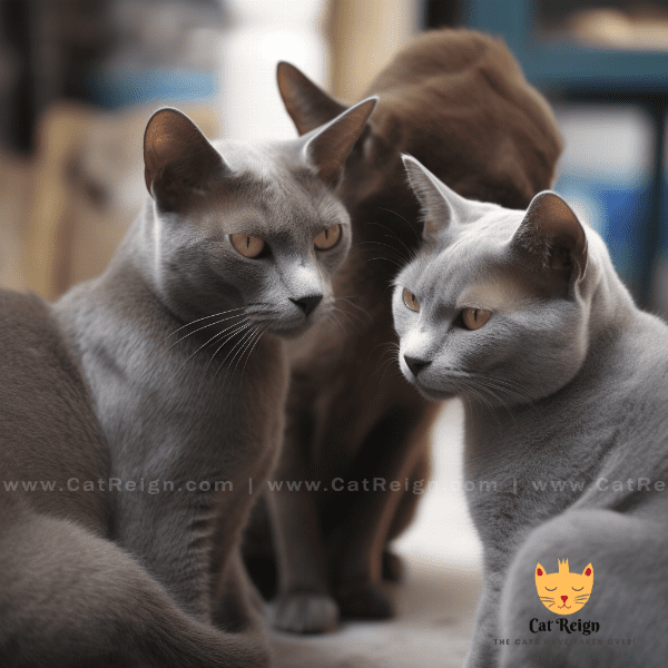 Korat Cats and Other Pets: Compatibility and Socialization