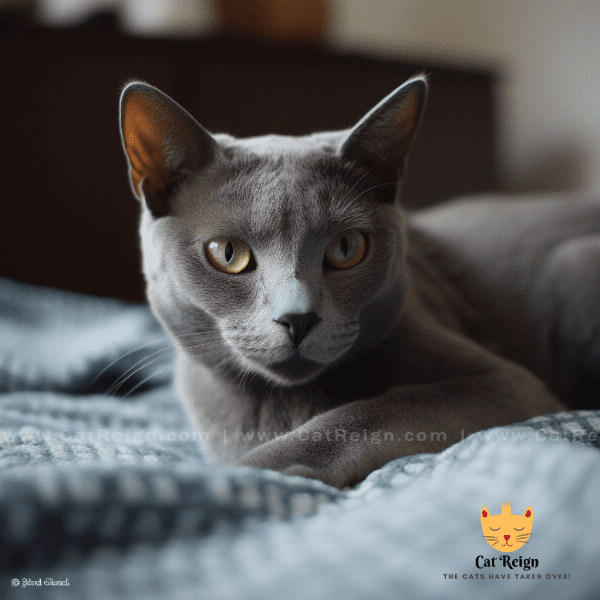 Living with a Korat Cat: What to Expect