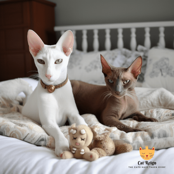 Oriental Cats and Their Relationship with Other Pets