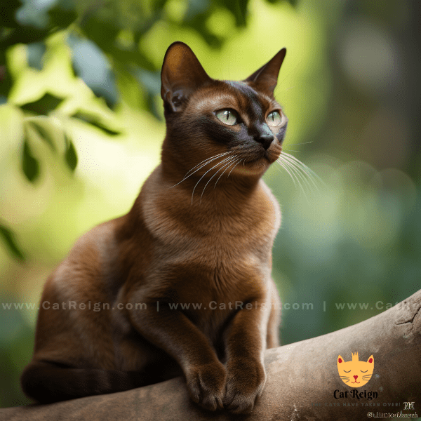 Origin and History of Burmese Cats