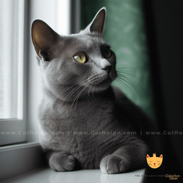 Personality Traits of the Korat Cat Breed