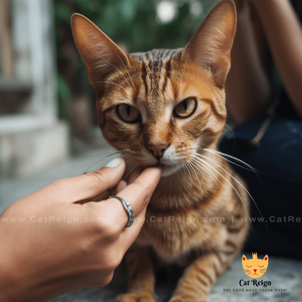 Personality and Temperament of Havana Brown Cats