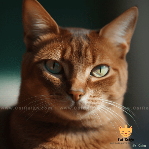Physical Characteristics of Havana Brown Cats