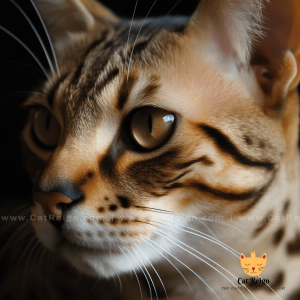 Physical Characteristics of Ocicat Cats
