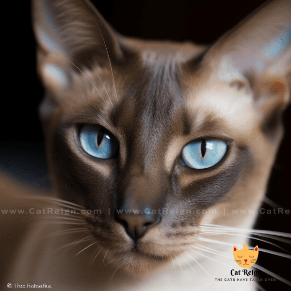 Physical Characteristics of Oriental Cats