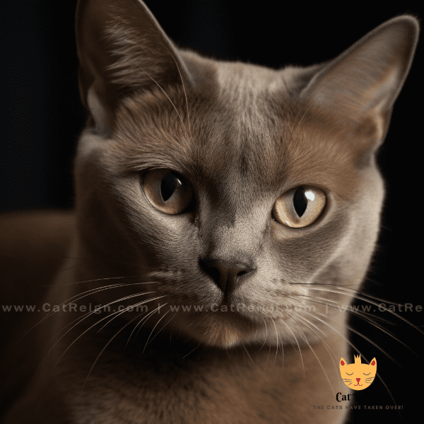 Physical Characteristics of the European Burmese Cat
