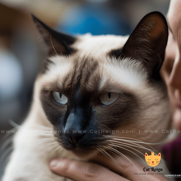 Siamese Cats and Their Relationship with Humans