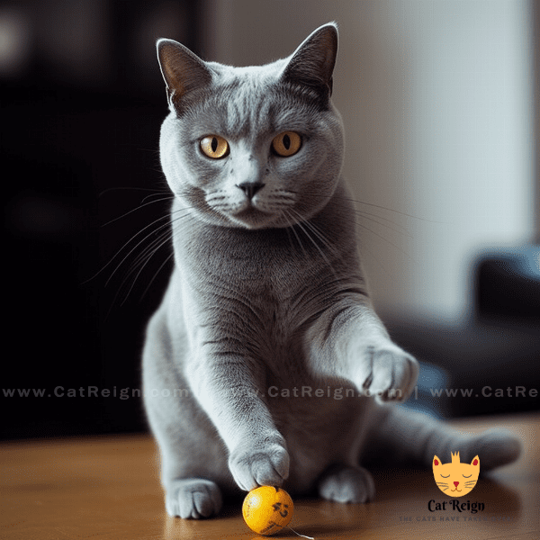 Training Chartreux Cats