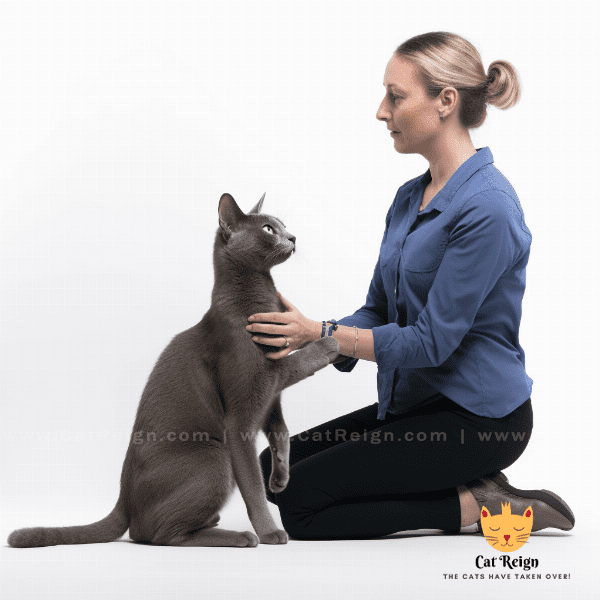 Training Your Russian Blue Cat: Dos and Don'ts