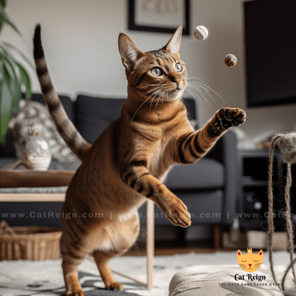 Training and Exercise for Havana Brown Cats