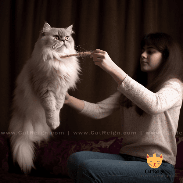 Training and Exercise for Persian Cats