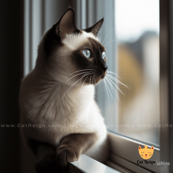 Understanding the Personality of Siamese Cats