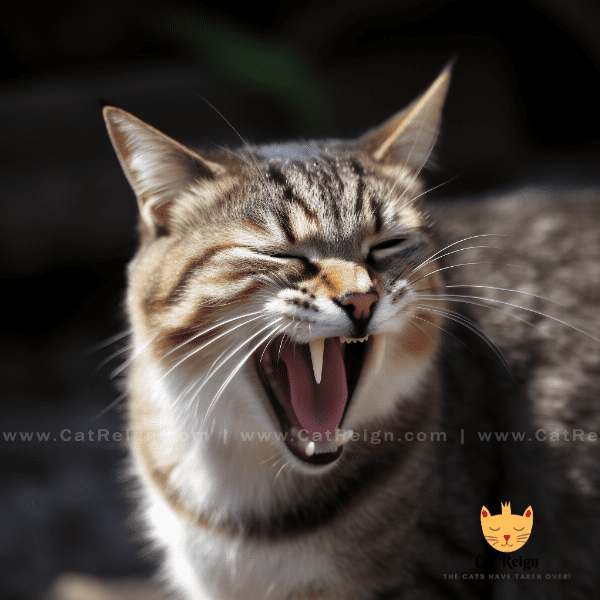 Understanding your cat's vocalizations